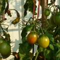 爸媽種的番茄 - 4