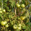 爸媽種的番茄 - 5