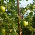 爸媽種的番茄 - 1