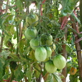 爸媽種的番茄 - 3