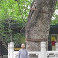 千歲娑羅樹被石欄保護，我則被佛法庇護。
