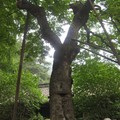千年壽命的佛門聖樹也畏懼無常吶！
