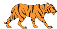 Tiger002