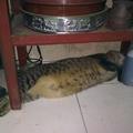 這是我去彰化鹿港玩時,在人家家看到的一隻貓,真的很可愛,尤其是睡覺的樣子,真是超可愛的.