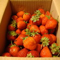 躲在盒子裡頭的草莓！