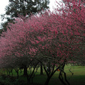 2012.01.23- 梨山-合歡山-福壽山農場 (下雨天)
2012.01.24- 武陵農場 (晴時細雨)
2012.01.25- 因雨提早離開