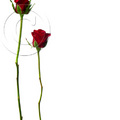 2-two-red-roses-on-long-stems
