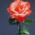 flower-rose_5xv