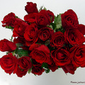 red-roses%201