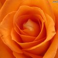 roses-bright-orange