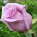 roses-light-purple