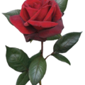 single-red-rose