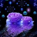 Purple_Roses water