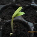絲瓜的小芽苗