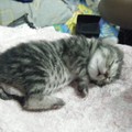 2009年2月22日，星與他乾女兒收養的流浪貓，取名：毛毛。