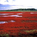    
  在北海道，珊瑚草（別名厚岸草）只能在網走市的能取湖畔、佐呂間湖畔以及厚岸町的厚岸湖畔才能看到，是一種十分珍貴稀少的植物。秋天時，莖會從綠轉紅。而特別的是，能取湖為日本珊瑚草最大的群生地，有如赤紅色的絨毯一般，連綿不絕。 

