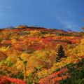   
  大雪山國立公園是日本最早有紅葉的地方，只要大雪山公園的楓葉轉紅了，其他地方也會跟著慢慢變色，從9月上旬開始，最高峰旭岳、黑岳的山林就會產生色彩變化，高山上的初雪也逐漸凝聚，可觀賞白雪鋪上雄偉連峰與山間紅葉輝映的絕色景緻。 
