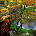 濃濃秋色楓景 - 中國、四國、九州地區/神話之里~高千穗峽 (10月下旬~11月下旬)