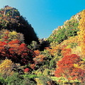   
  耶馬溪位於大分縣西北部，是日本最大的溶岩高地經山國川等河流侵蝕而成的溪谷。現在，以山國川為中心遍及東西 36 公里、南北 32 公里的地帶，已形成了一個由雄偉溪谷與綿延的奇岩怪石所組成的壯美景觀。 
