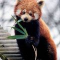Firefox的真正長相：紅貓熊(red panda)