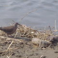 河堤邊的野鳥