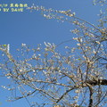 2010_01 寒梅怒放 - 5