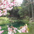 2010三月，阿里山「千櫻百放喜迎春」。