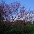 陽明山花季，櫻花開滿山野