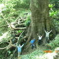 2008/05/28 13:13 茄苳神木１號 斜面拍攝 注意每個人與樹的比例