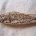 魚化石～沙丁魚的一種
Rhacolepis buccalis
白亞紀初期，Santana fm 
巴西,Regiao.do ceara