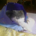 貓貓最喜歡把自己塞在塑膠袋裡喔！