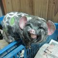 這隻黑黑的小豬，笑的多可愛阿！