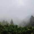 霧來了，一下子攏罩整個山區，
白茫茫的，好浪漫真像仙境般
