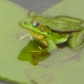 春神來了，蛙兒先知道！

當水暖時，蛙兒便紛紛跳出水面

爬在荷葉上，奏起春天的樂章！