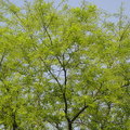 春神來了，樹兒先知道！

當春天的訊息傳來，樹兒便紛紛吐出新芽，

換上綠裝！