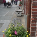 老街的花盆