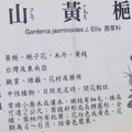 56、gardenia