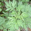 86、Artemisias-leaf2