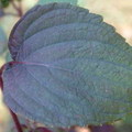 97、perilla-leaf