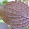 98、perilla-leaf-back