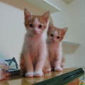 DODO和JOJO是2009/2/27出生的一對雙胞胎兄弟....家裡貓咪成員因此暴增到六隻...