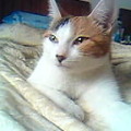 MIUMIU是ㄧ隻貓界的名模，她有巴掌臉蛋，漫畫少女般佔臉三分之二的超大眼睛，也有修長得不像話的四肢，她最擅長的就是CATWALK，靈巧、優雅、使壞、俏皮、甜美、可人的MIUMIU，你見過嗎?