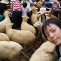 小康軒-清境農場剪羊毛秀4
