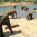 大象孤兒院