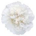 yam_m22 發表於=KANASAi= »母親之花 ~康乃馨
來源：http://bbs.kanasai.net/viewthread.php?tid=14652
白色表示：甜美而可愛、天真無邪、純潔的愛、雅致的愛、真情、尊敬。