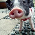 小豬的名字叫作豬仔
