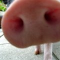 瞧我的豬鼻子