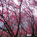 浪漫櫻花林
