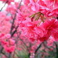 陽明山的八重櫻多為桃紅色的