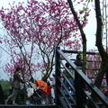 踏上搭建的樓台，在櫻花樹下享用美食真是幸福